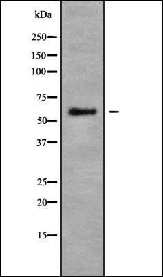 USP17L antibody