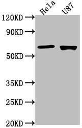 USP17L1 antibody