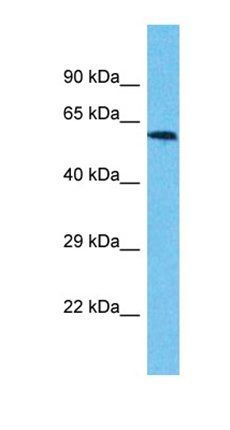 USP17L3 antibody