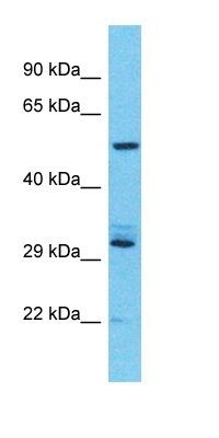 USP17L7 antibody