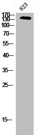 USP19 antibody