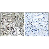 USP19 antibody