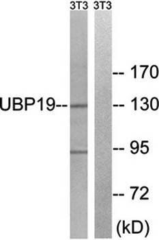 USP19 antibody