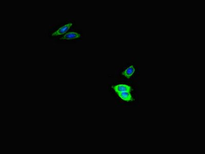 USP2 antibody