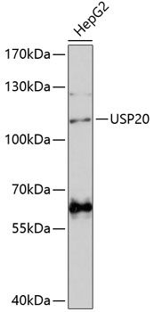 USP20 antibody