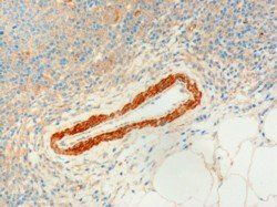 Goat anti-USP20 / VDU2 Antibody