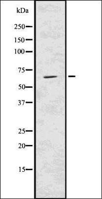 USP22 antibody