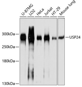 USP24 antibody