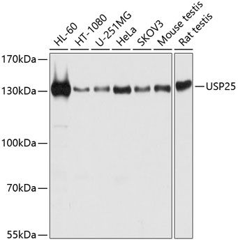 USP25 antibody