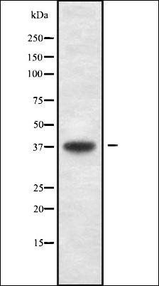 USP3 antibody