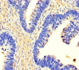 USP3 Antibody
