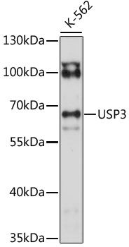 USP3 antibody