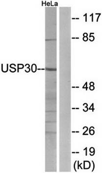 USP30 antibody