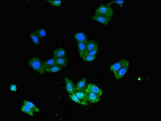 USP33 antibody