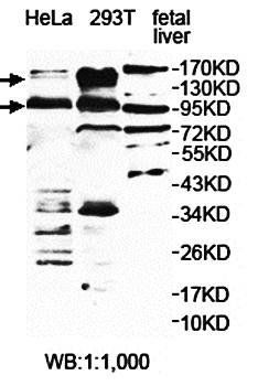 USP33 antibody