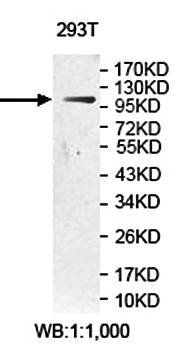 USP35 antibody