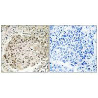 USP36 Antibody