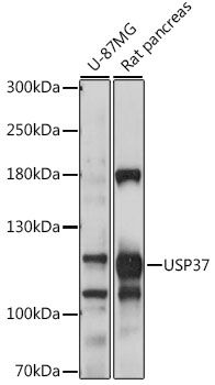USP37 antibody