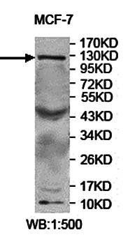 USP37 antibody