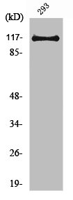 USP38 antibody