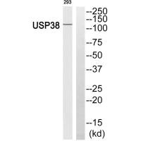 USP38 antibody