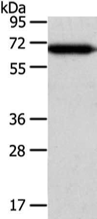 USP39 antibody