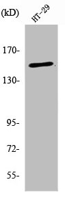 USP42 antibody