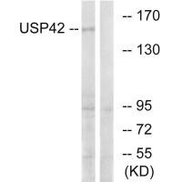 USP42 antibody