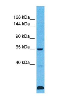 USP43 antibody