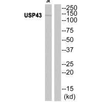 USP43 antibody