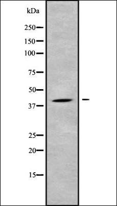 USP46 antibody