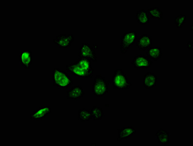 USP46 Antibody