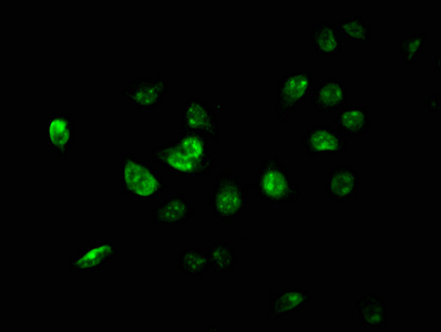 USP46 antibody