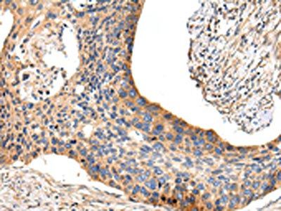 USP47 Antibody