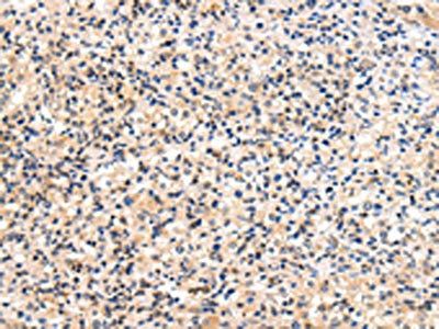 USP47 antibody