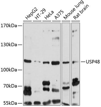 USP48 antibody
