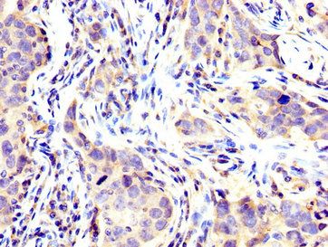 USP48 antibody