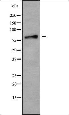 USP49 antibody