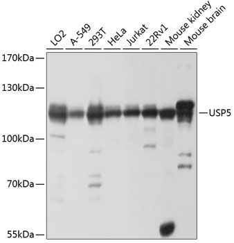 USP5 antibody