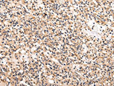 USP5 Antibody