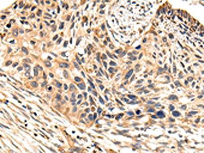 USP5 Antibody