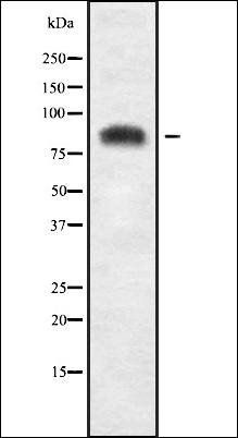 USP51 antibody
