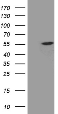 USP53 antibody