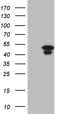 USP53 antibody