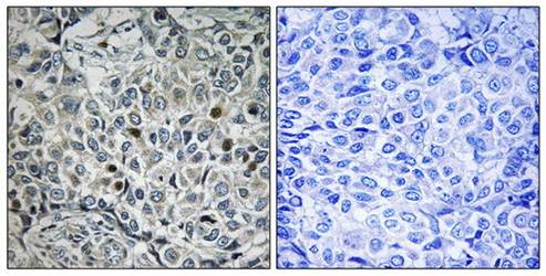 USP53 Antibody