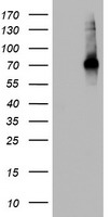 USP54 antibody