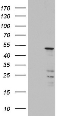 USP9X antibody