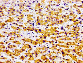 USP9X Antibody
