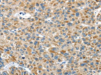 USP9X Antibody
