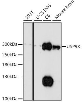 USP9X antibody